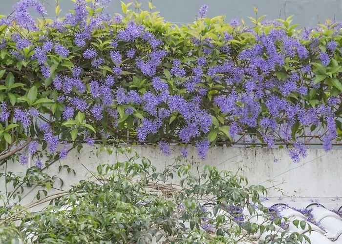 Morada Flôres Hospedagem domiciliar
