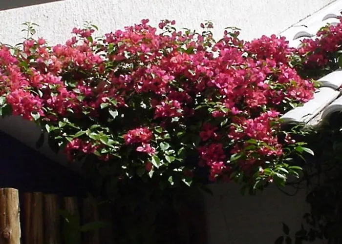 Morada Flôres Hospedagem domiciliar Porto Alegre